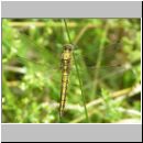 Orthetrum cancellatum - Grosser Blaupfeil w01.jpg